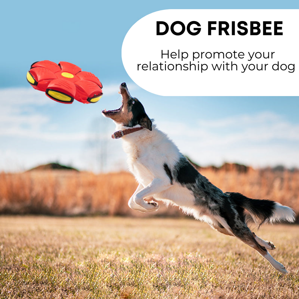 Purrfect Paws Dog Frisbee