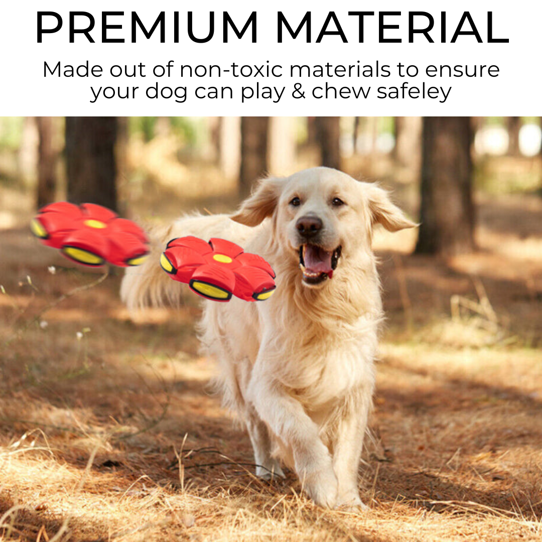 Purrfect Paws Dog Frisbee